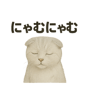 そっと祈る猫のスコティッシュホールド（個別スタンプ：12）