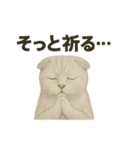 そっと祈る猫のスコティッシュホールド（個別スタンプ：13）
