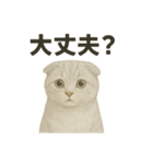 そっと祈る猫のスコティッシュホールド（個別スタンプ：14）