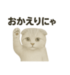 そっと祈る猫のスコティッシュホールド（個別スタンプ：15）