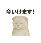 そっと祈る猫のスコティッシュホールド（個別スタンプ：16）