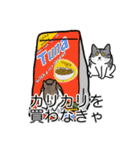 猫あるある（ハチワレサバ猫／短毛）（個別スタンプ：1）