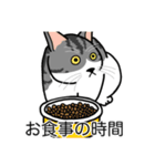猫あるある（ハチワレサバ猫／短毛）（個別スタンプ：3）