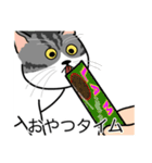 猫あるある（ハチワレサバ猫／短毛）（個別スタンプ：4）