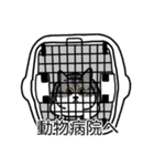 猫あるある（ハチワレサバ猫／短毛）（個別スタンプ：8）