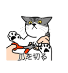 猫あるある（ハチワレサバ猫／短毛）（個別スタンプ：11）