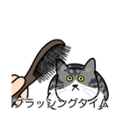 猫あるある（ハチワレサバ猫／短毛）（個別スタンプ：12）