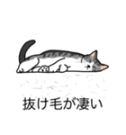 猫あるある（ハチワレサバ猫／短毛）（個別スタンプ：13）