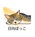 猫あるある（ハチワレサバ猫／短毛）（個別スタンプ：16）