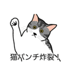 猫あるある（ハチワレサバ猫／短毛）（個別スタンプ：17）