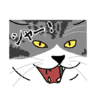 猫あるある（ハチワレサバ猫／短毛）（個別スタンプ：18）