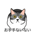 猫あるある（ハチワレサバ猫／短毛）（個別スタンプ：19）