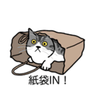 猫あるある（ハチワレサバ猫／短毛）（個別スタンプ：20）
