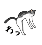 猫あるある（ハチワレサバ猫／短毛）（個別スタンプ：21）