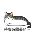 猫あるある（ハチワレサバ猫／短毛）（個別スタンプ：22）