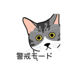 猫あるある（ハチワレサバ猫／短毛）（個別スタンプ：23）