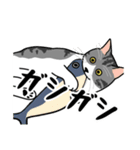 猫あるある（ハチワレサバ猫／短毛）（個別スタンプ：24）