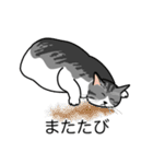 猫あるある（ハチワレサバ猫／短毛）（個別スタンプ：25）