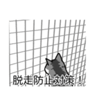 猫あるある（ハチワレサバ猫／短毛）（個別スタンプ：27）
