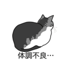 猫あるある（ハチワレサバ猫／短毛）（個別スタンプ：31）