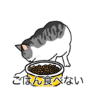 猫あるある（ハチワレサバ猫／短毛）（個別スタンプ：32）