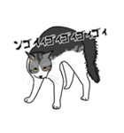 猫あるある（ハチワレサバ猫／短毛）（個別スタンプ：37）