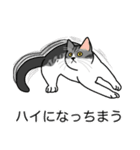 猫あるある（ハチワレサバ猫／短毛）（個別スタンプ：38）