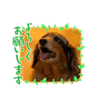 ミニチュアダックスジョナスくん2（個別スタンプ：1）