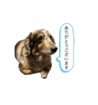 ミニチュアダックスジョナスくん2（個別スタンプ：4）