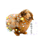 ミニチュアダックスジョナスくん2（個別スタンプ：10）