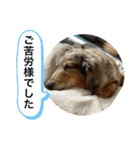 ミニチュアダックスジョナスくん2（個別スタンプ：13）