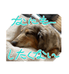 ミニチュアダックスジョナスくん2（個別スタンプ：14）