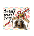ミニチュアダックスジョナスくん2（個別スタンプ：17）