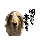 ミニチュアダックスジョナスくん2（個別スタンプ：18）