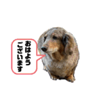 ミニチュアダックスジョナスくん2（個別スタンプ：19）