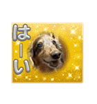 ミニチュアダックスジョナスくん2（個別スタンプ：20）