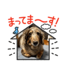 ミニチュアダックスジョナスくん2（個別スタンプ：28）