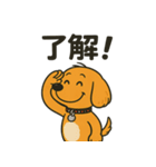 柴ビー犬のカイくん（個別スタンプ：1）
