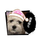 犬の可愛さ詰め込みスタンプ（個別スタンプ：1）