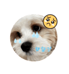 犬の可愛さ詰め込みスタンプ（個別スタンプ：2）