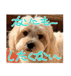 犬の可愛さ詰め込みスタンプ（個別スタンプ：5）