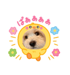 犬の可愛さ詰め込みスタンプ（個別スタンプ：9）