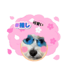 犬の可愛さ詰め込みスタンプ（個別スタンプ：12）