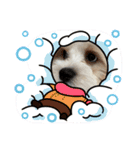 犬の可愛さ詰め込みスタンプ（個別スタンプ：16）