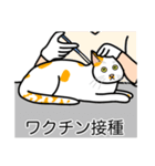 猫あるある（ぶち猫（白茶）／短毛）（個別スタンプ：9）
