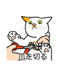 猫あるある（ぶち猫（白茶）／短毛）（個別スタンプ：11）