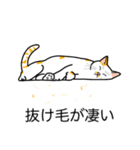 猫あるある（ぶち猫（白茶）／短毛）（個別スタンプ：13）