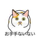 猫あるある（ぶち猫（白茶）／短毛）（個別スタンプ：19）