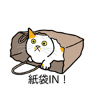 猫あるある（ぶち猫（白茶）／短毛）（個別スタンプ：20）