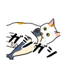 猫あるある（ぶち猫（白茶）／短毛）（個別スタンプ：24）